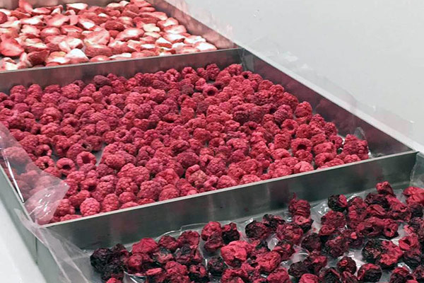 Freeze Drying Berries