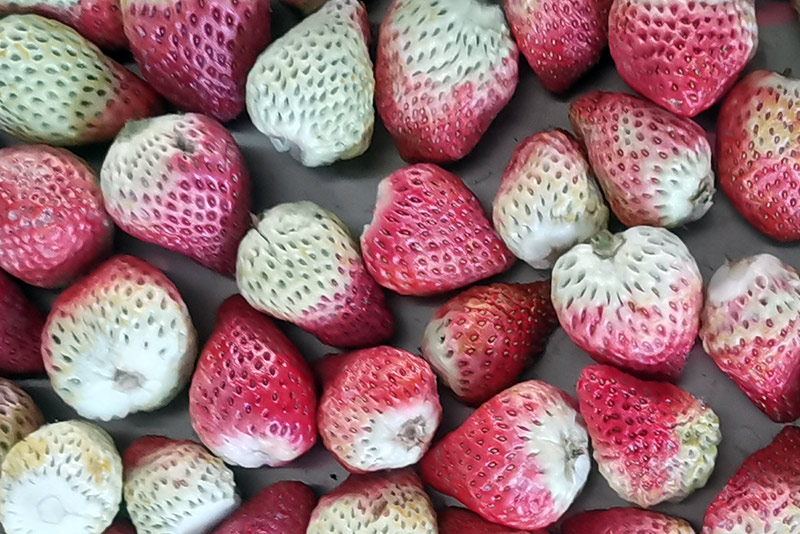 Freeze Drying Strawberry