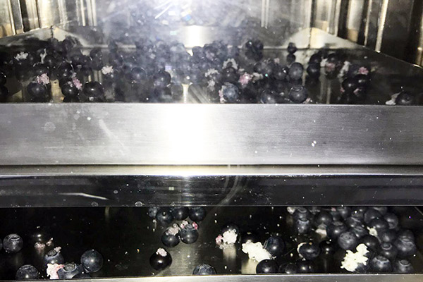 A picture shows blueberries pop during freeze drying