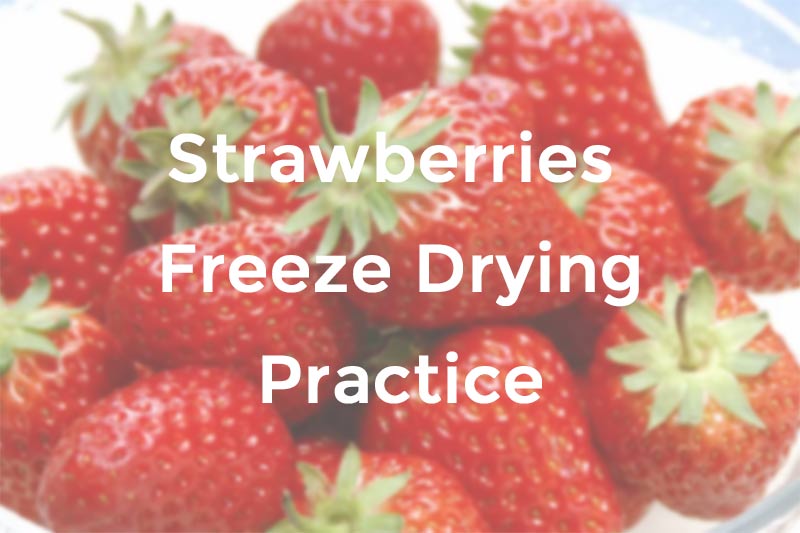 Strawberry Freeze Drying Practice