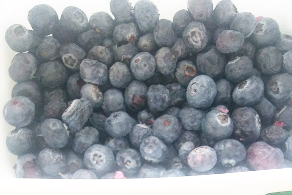 Freeze dried blueberry