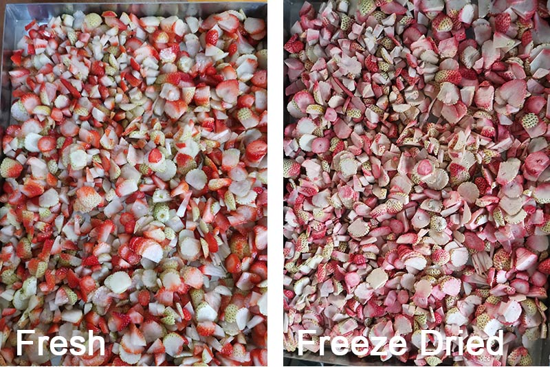 Sliced strawberry freeze drying
