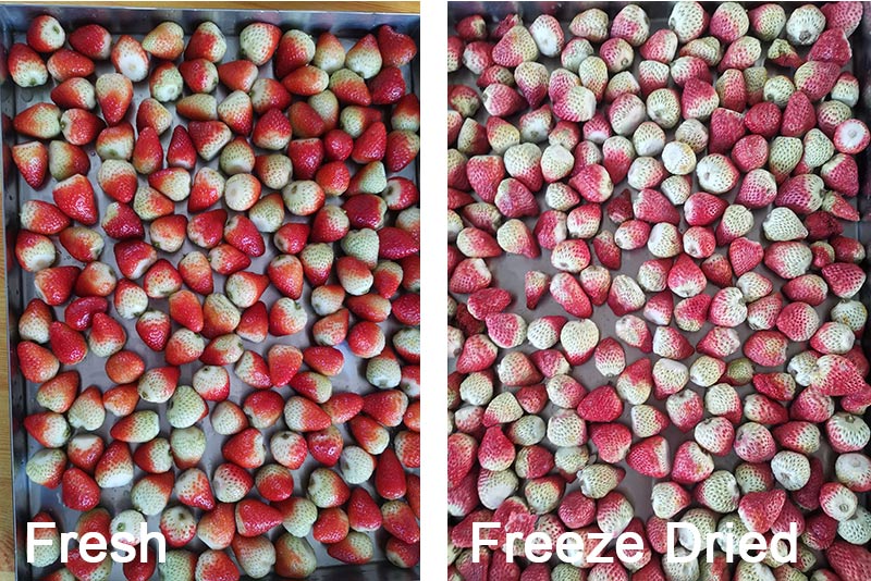 Whole strawberry freeze drying
