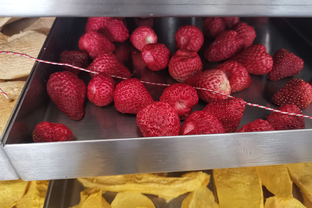 Strawberry Freeze Drying