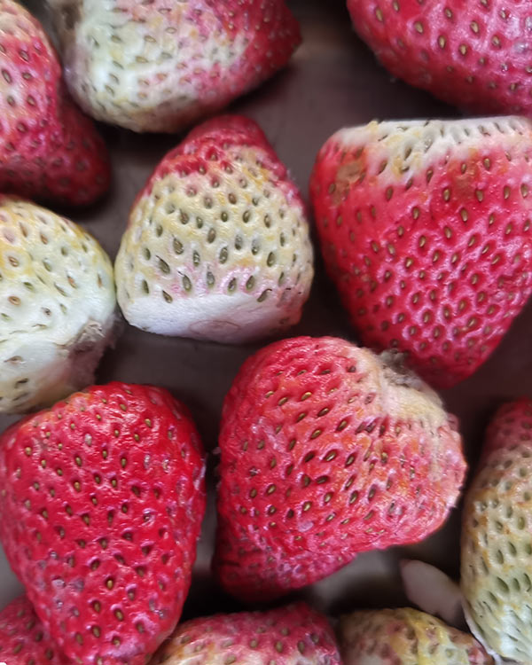 Food and Nutraceuticals Freeze Drying Solution Food Freeze Drying Example